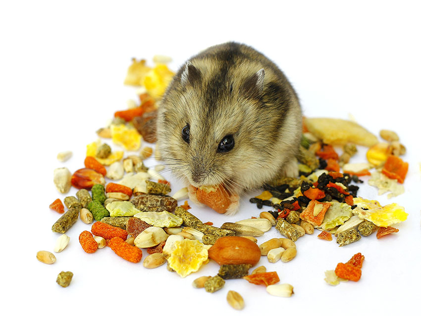 2. Safe Fruits for Hamsters