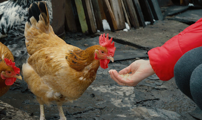 Hand feeding hens