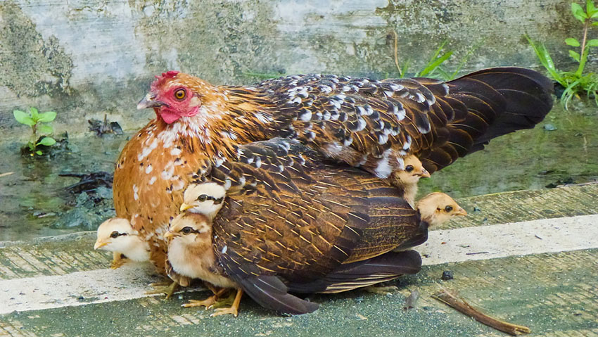 Hen with chicks