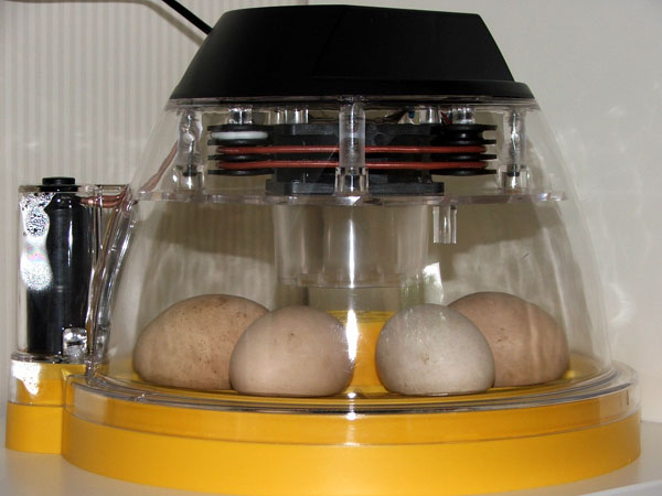 An incubator setup up at home
