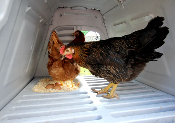 The interior of an Eglu Go chicken house.