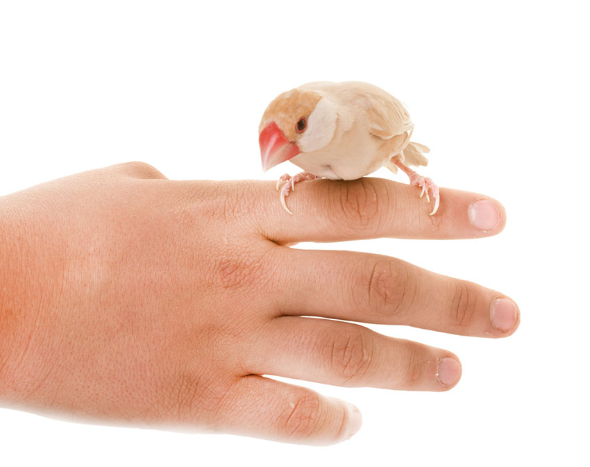 Java sparrow on hand