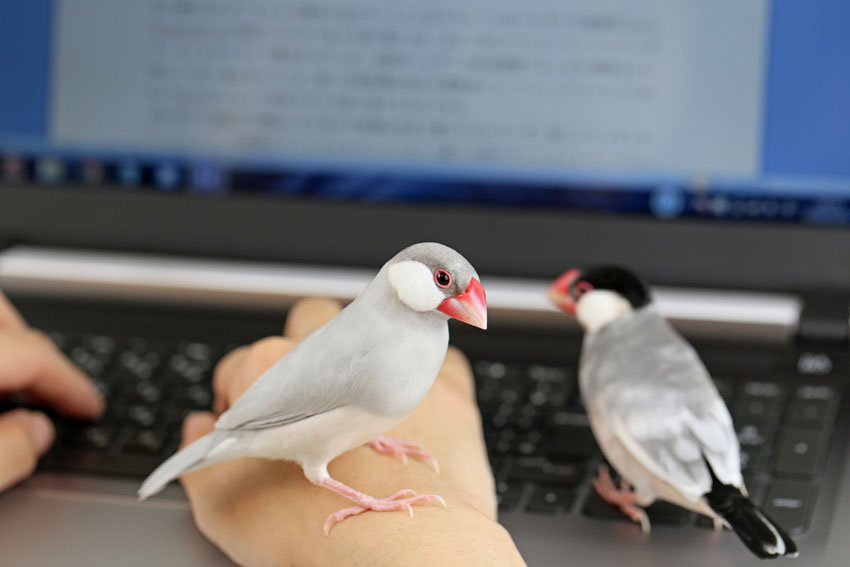 Java Sparrow