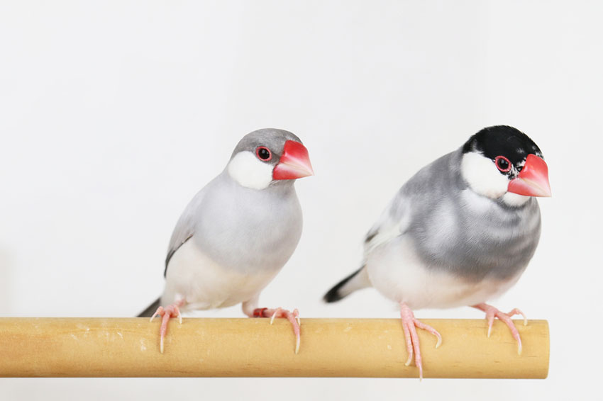 Java Sparrow