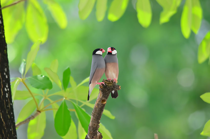 Java Sparrow pair