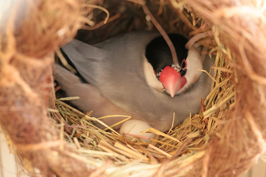 Java Sparrow on nest