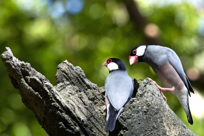 Java Sparrow pair