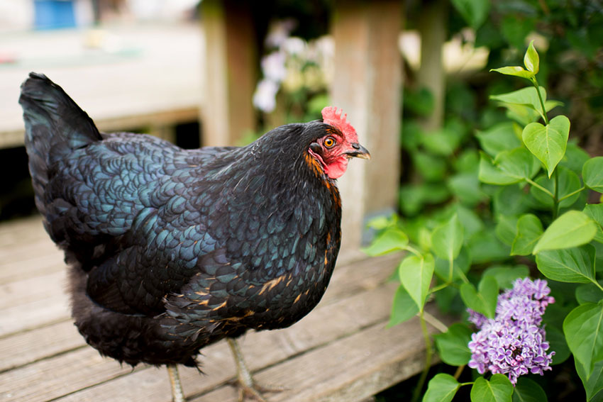 Jersey Giant free range