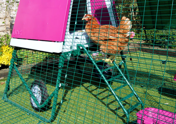 Chicken using the ladder to enter the Eglu Go UP chicken house.