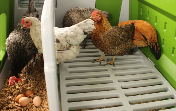 House up to 6 large hens in this large chicken coop