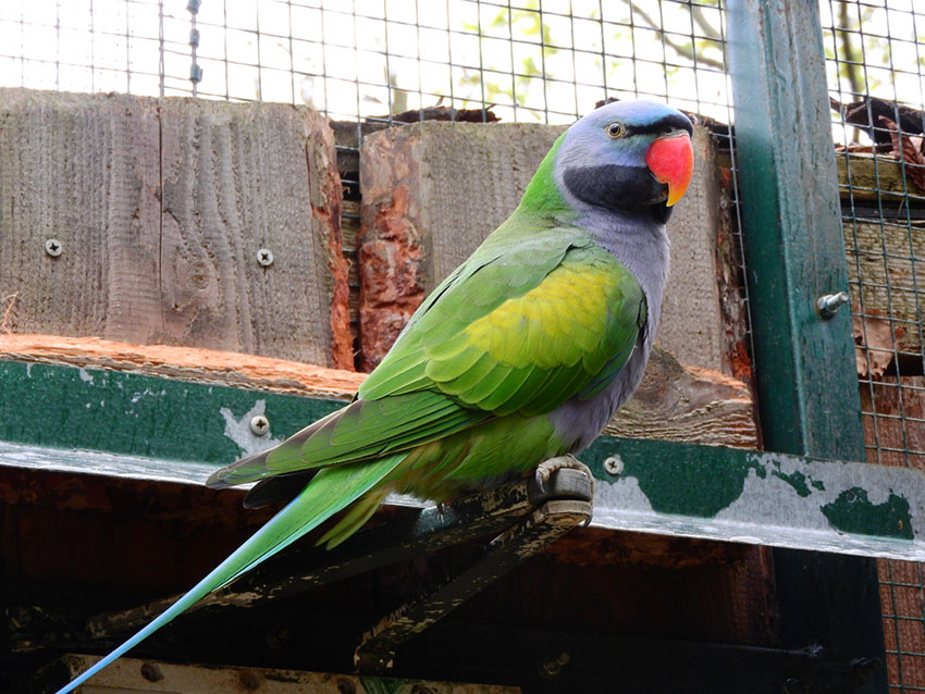 Lord Derby’s parakeet