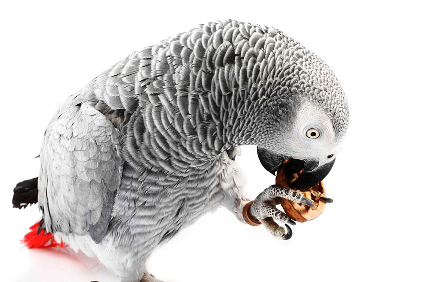 President Andrew Jackson's African Grey Parrot