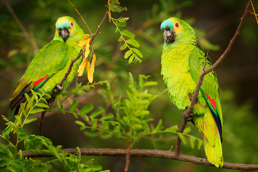 Blue-fronted Amazon Parrots