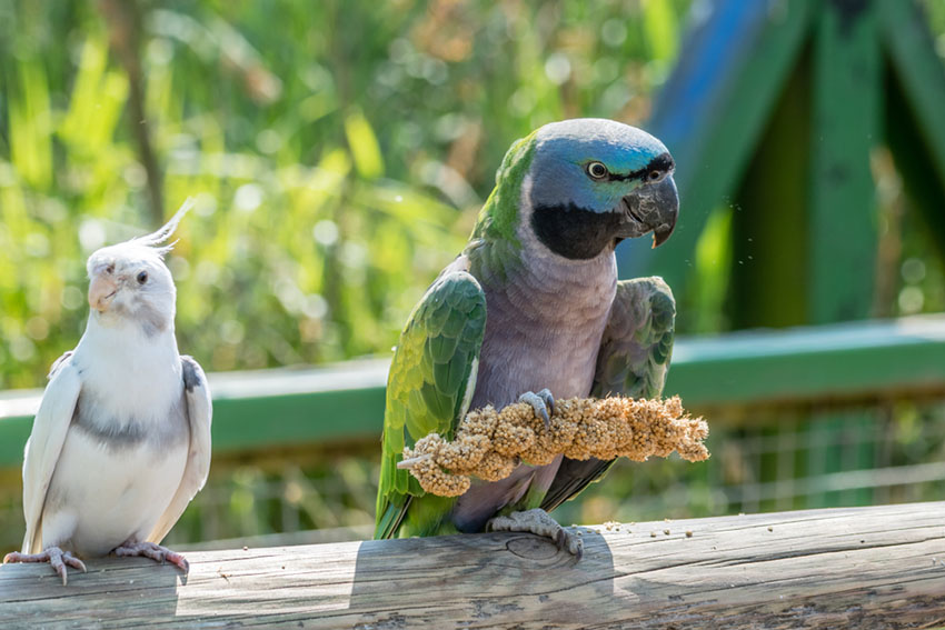 Lord Derby’s parakeet