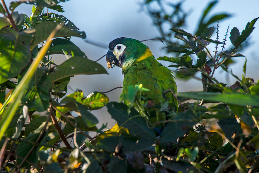 Golden collared Macaw