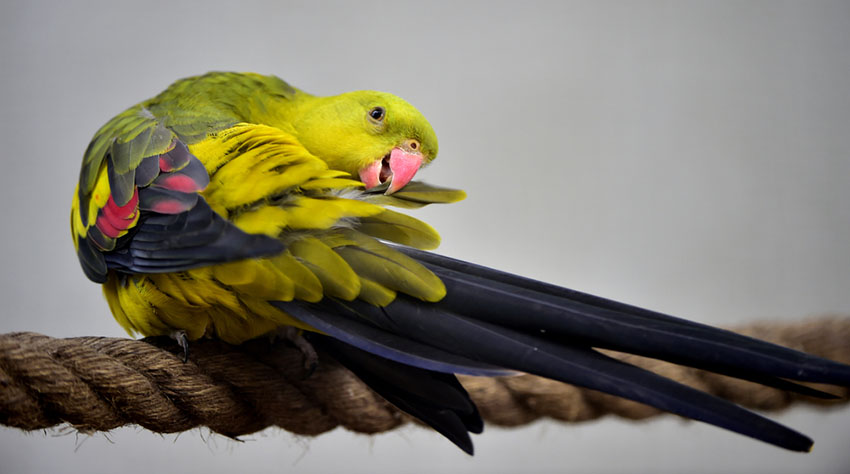 Regent parrot