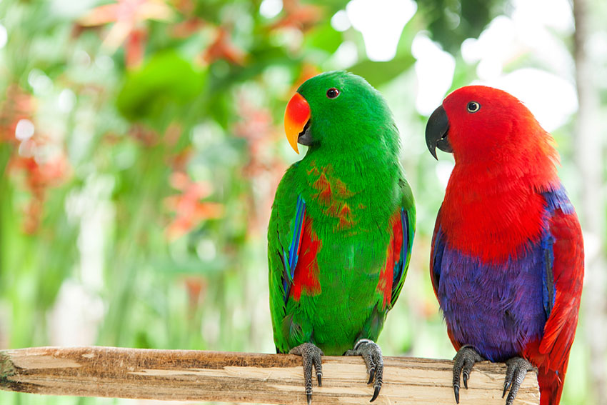 Solomon Island Eclectus parrots