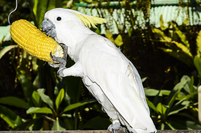 Sulfur-crested Cockatoo feeding on sweetcorn