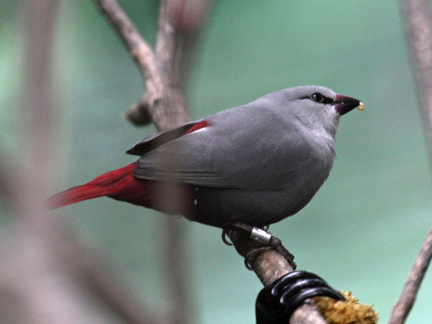 Lavender Waxbill