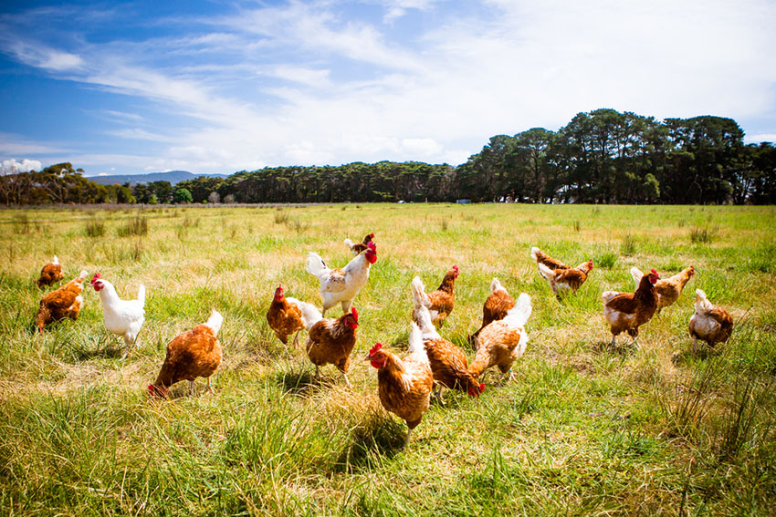 Leghorn and Red Star chickens freerange