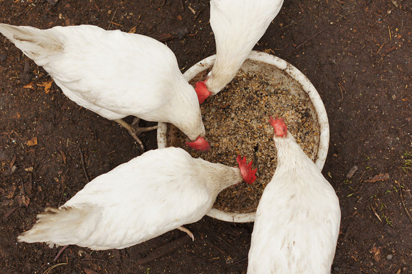 Leghorns feeding