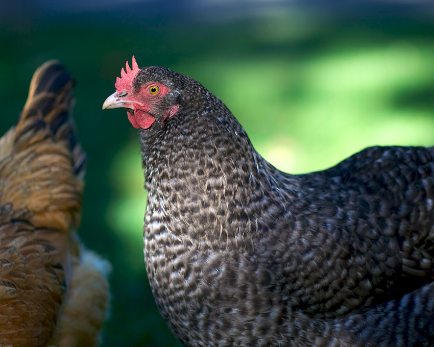 Marans hen