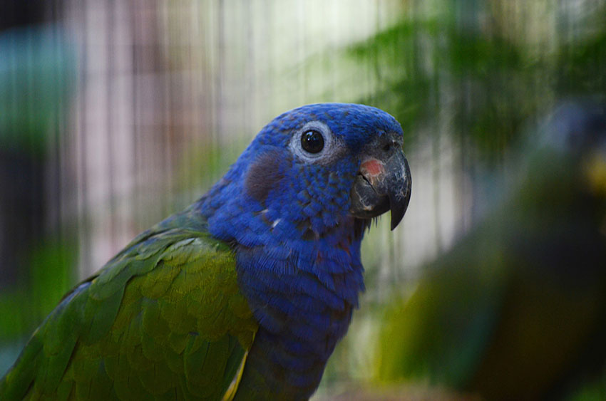 Blue-headed Pionus