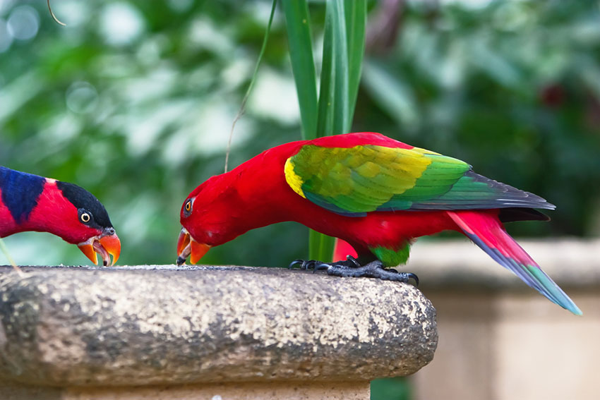 Chattering Lory