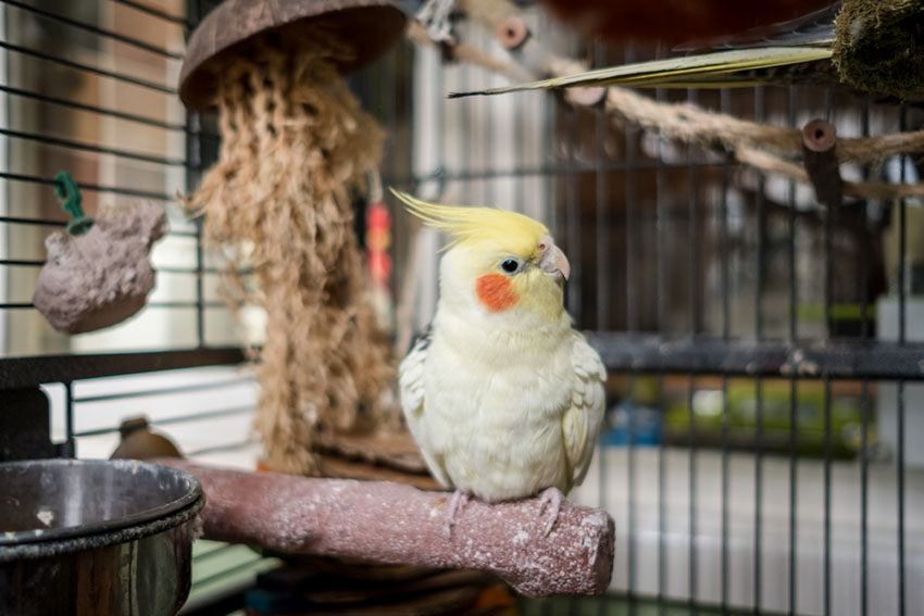 Price of a Cockatiel