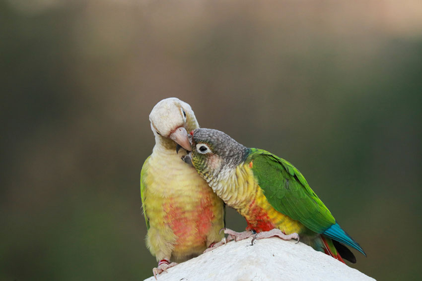 Green-cheeked conure