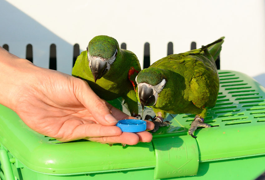 Hahn's Macaws hand feeding