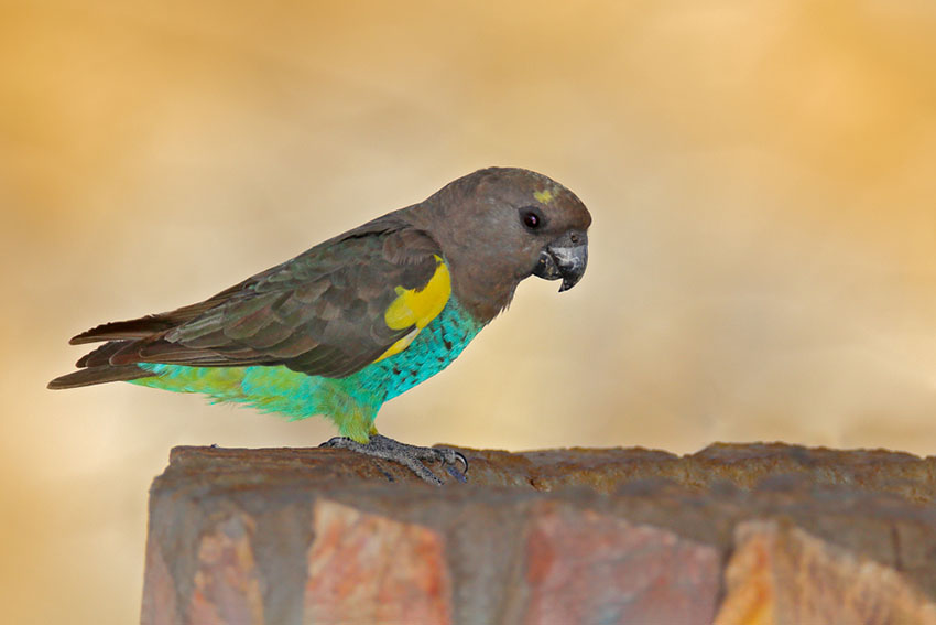 A Meyer’s Parrot taking a drink in its outdoor aviary