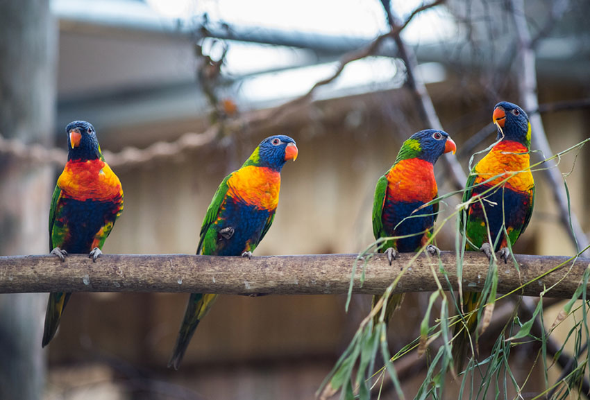 Rainbow lorikeets