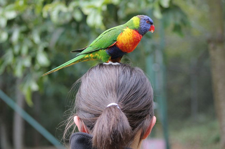 Rainbow Lorikeet on girl’s head