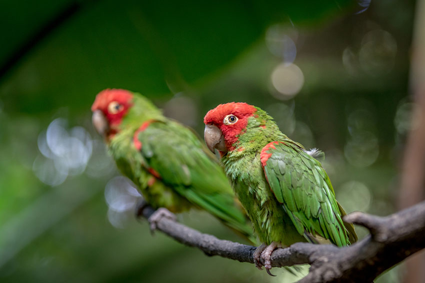 Red-headed Conure