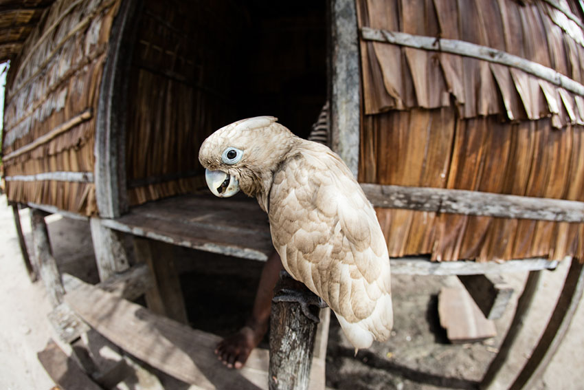 Solomons cockatoo in a cage with lots of perches