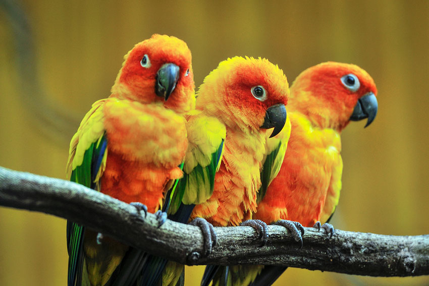 Sun conures need plenty of space in a cage