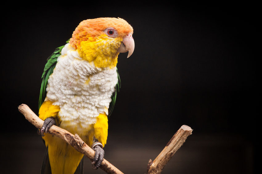 White-bellied caique