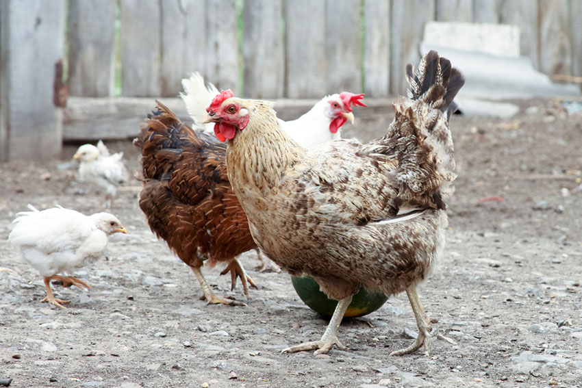 Mixed hen coop