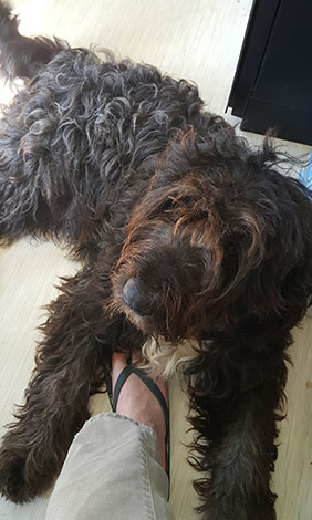 Mixed breed Old English Sheepdog Golden Retriever mix