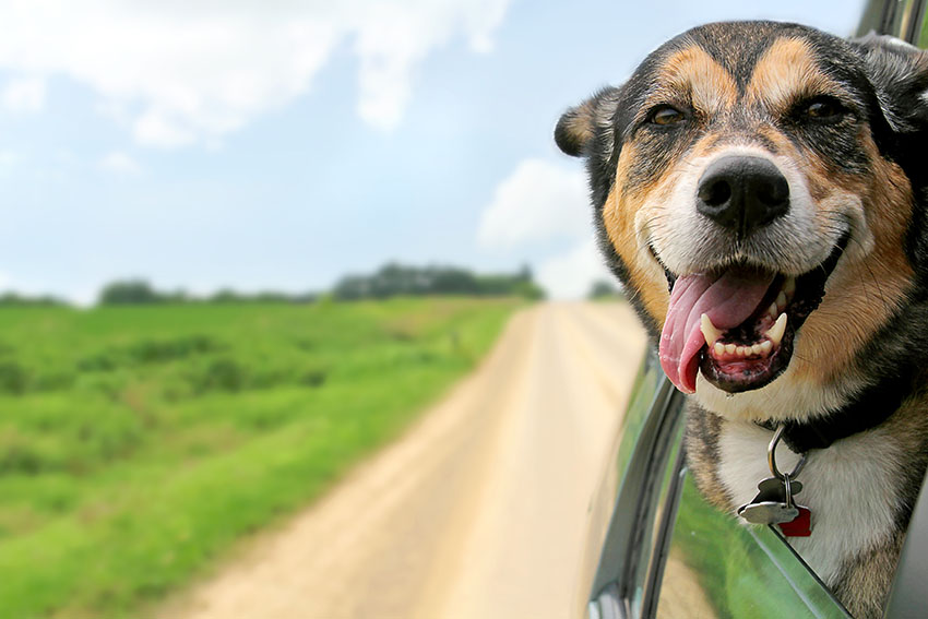 Mixed breed dog enjoying car ride