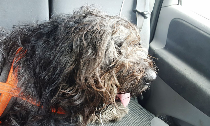 Mixed breed dog in car with seatbelt golden retriever old english sheepdog cross