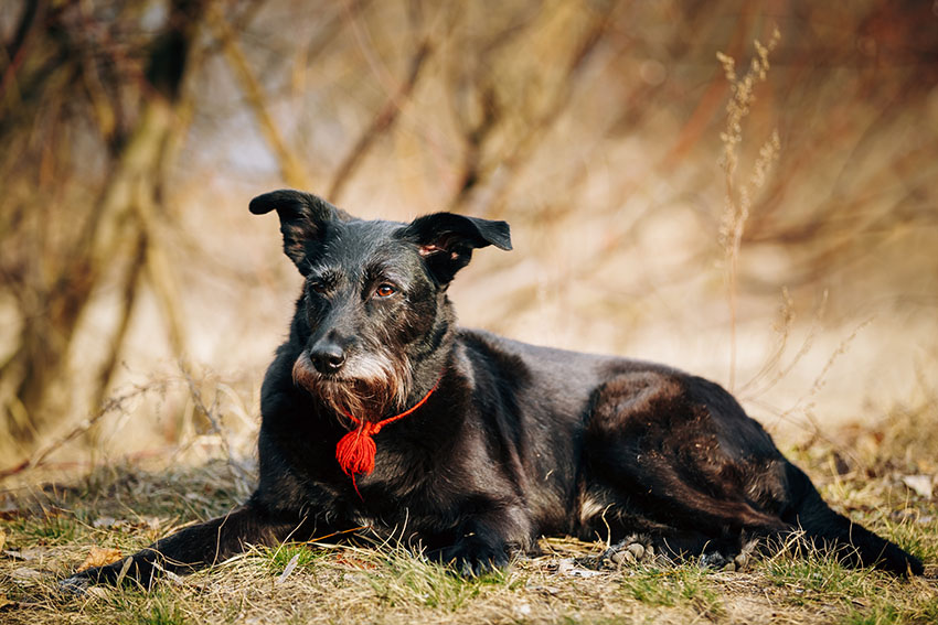 Mixed-breed-old-dog-resting-outdoors Mixed-breed-old-dog-resting-outdoors