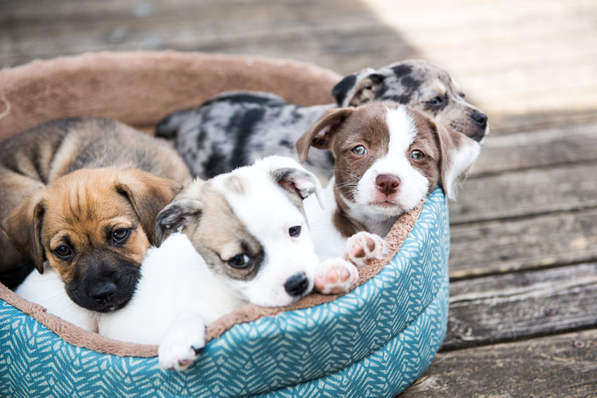 Mixed breed puppies in basket terrier mix mutts
