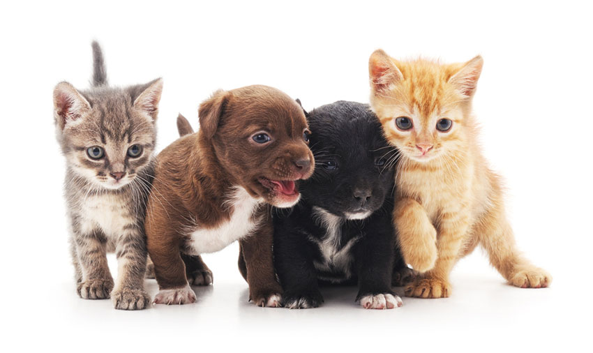 Mixed breed puppies with kittens