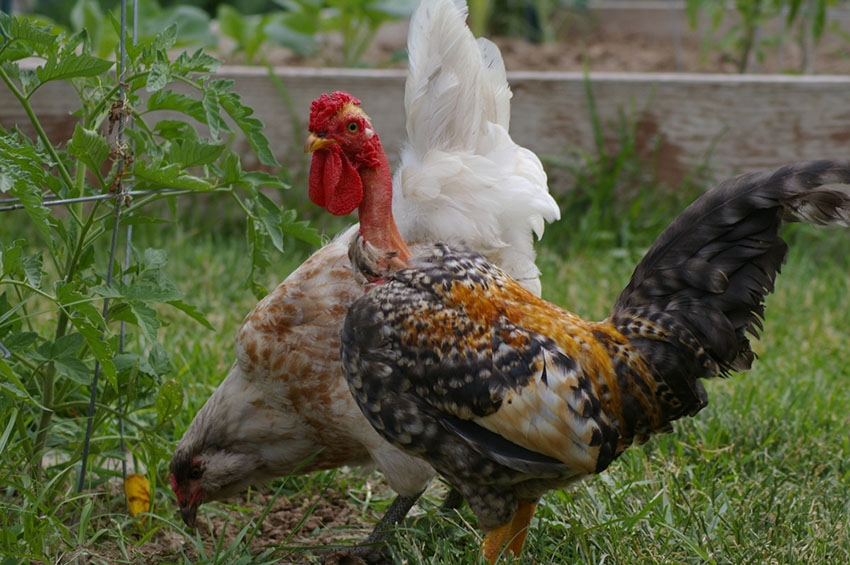 Naked Neck and Araucana hens free range