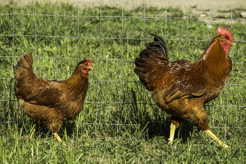 New Hampshire Red hen and rooster