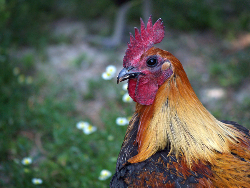 Old English Game rooster