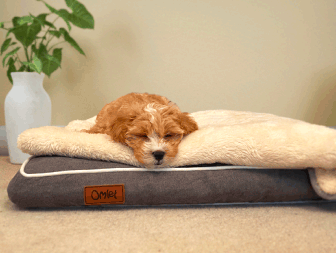 calming dog bed at calmingdogbeds.co.uk