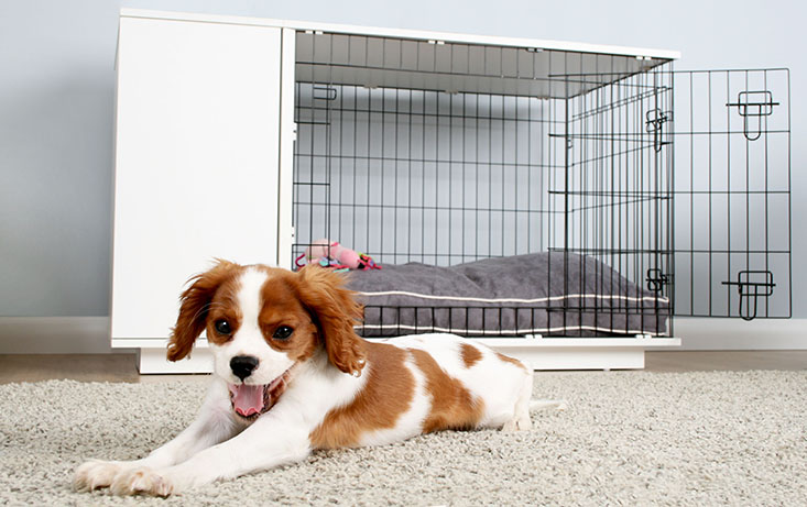 fido dog crate
